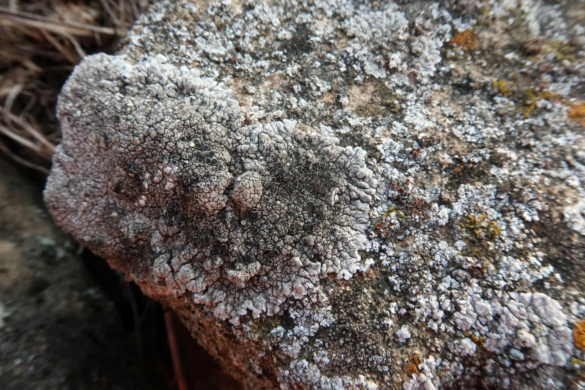 Protoparmeliopsis muralis - 1 2 - IMG_3470